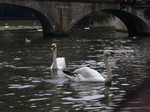 FZ008771 Swans during boattrip on canals of Brugge.jpg